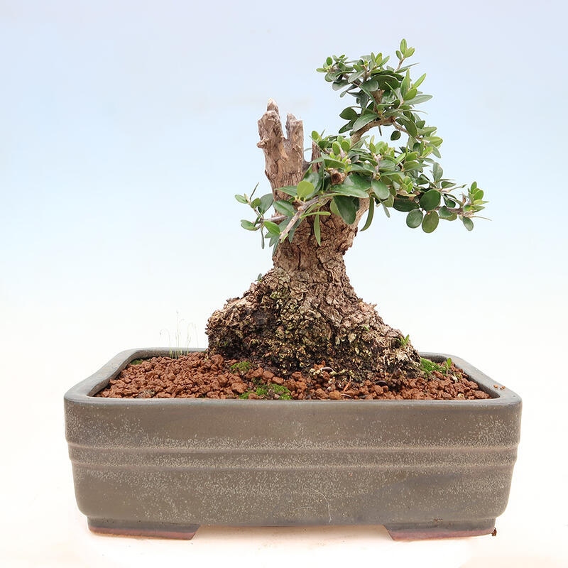 Bonsai do wnętrz - Olea europaea sylvestris - Oliwka europejska drobnolistna