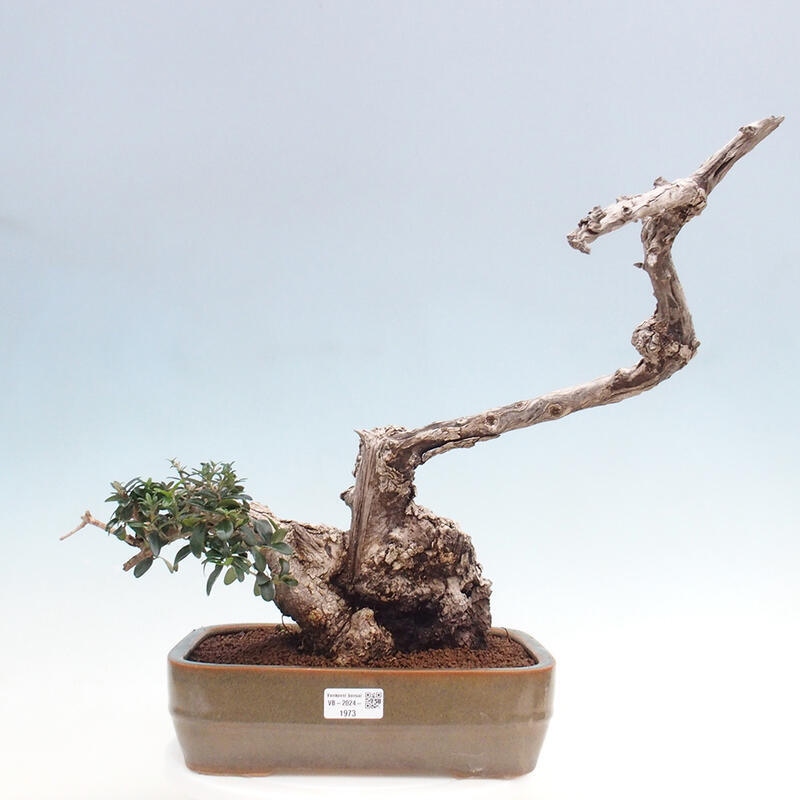 Bonsai do wnętrz - Olea europaea sylvestris - Oliwka europejska drobnolistna