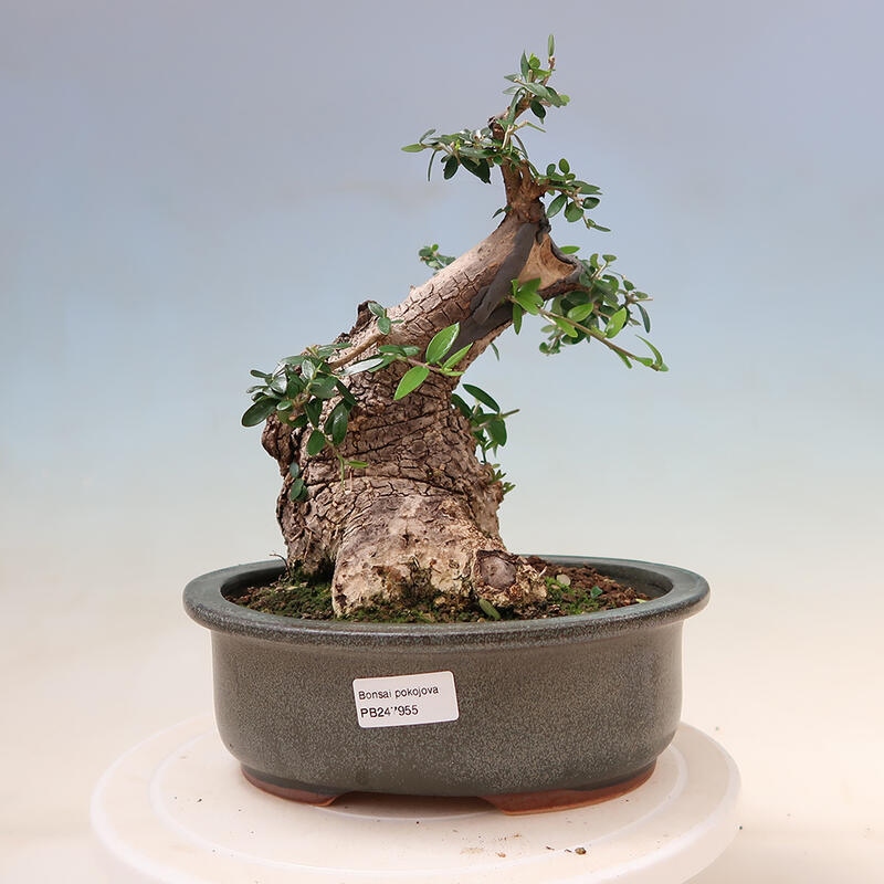 Kryte bonsai - Olea europaea sylvestris - Europejska oliwa z małych liści