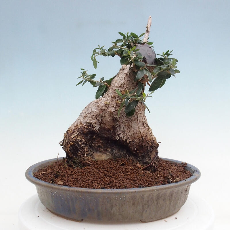 Bonsai do wnętrz - Olea europaea sylvestris - Oliwka europejska drobnolistna