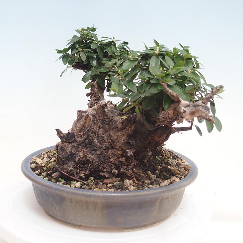 Kryte bonsai - Olea europaea sylvestris - Europejska oliwa z małych liści