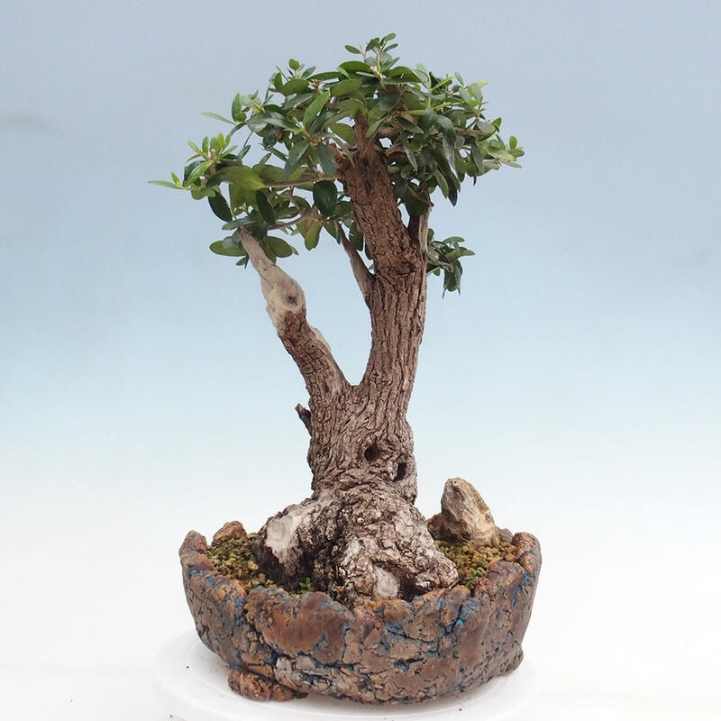 Bonsai do wnętrz - Olea europaea sylvestris - Oliwka europejska drobnolistna