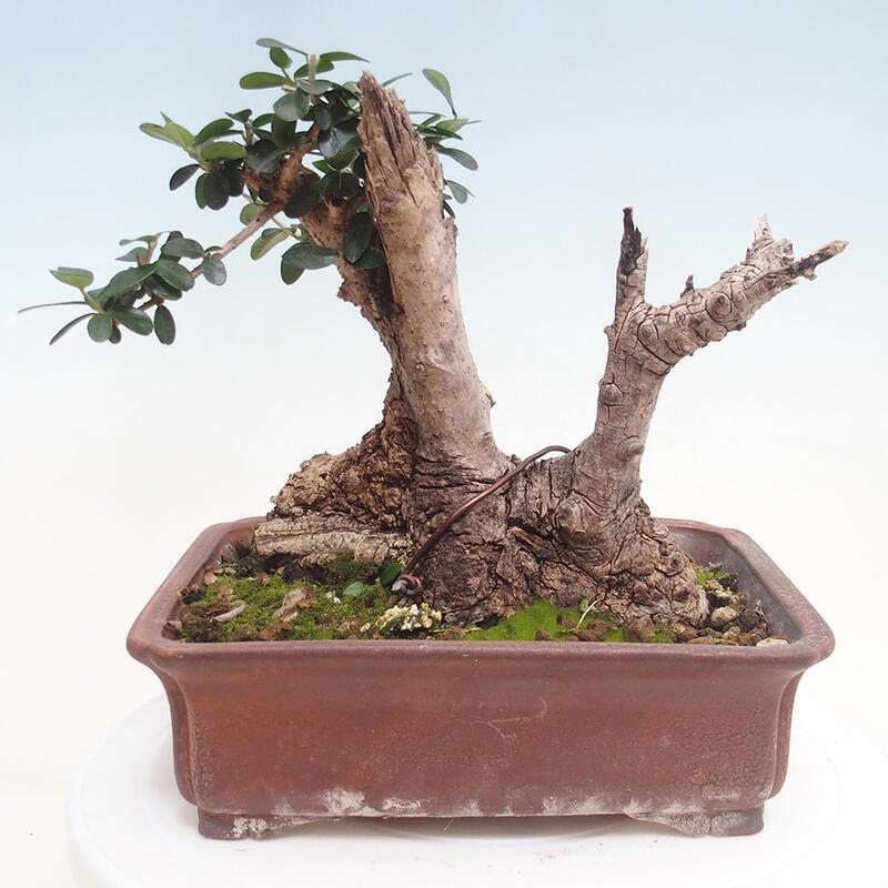 Kryte bonsai - Olea europaea sylvestris - Europejska oliwa z małych liści