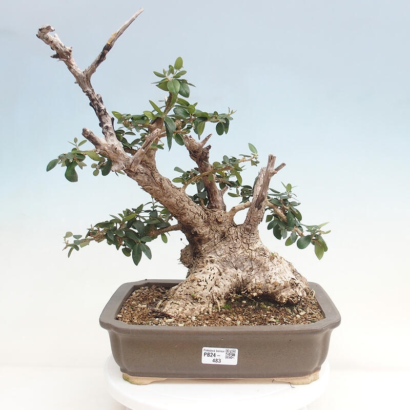 Kryte bonsai - Olea europaea sylvestris - Europejska oliwa z małych liści