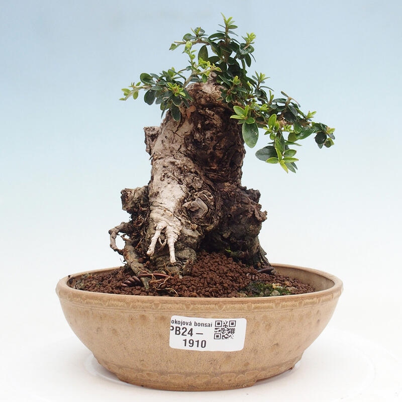 Bonsai do wnętrz - Olea europaea sylvestris - Oliwka europejska drobnolistna