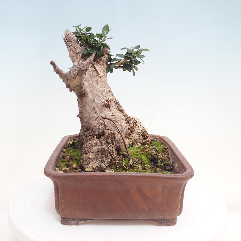 Kryte bonsai - Olea europaea sylvestris - Europejska oliwa z małych liści