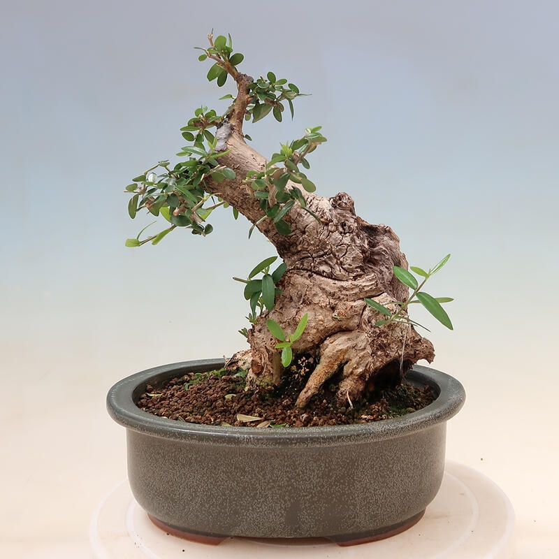 Kryte bonsai - Olea europaea sylvestris - Europejska oliwa z małych liści