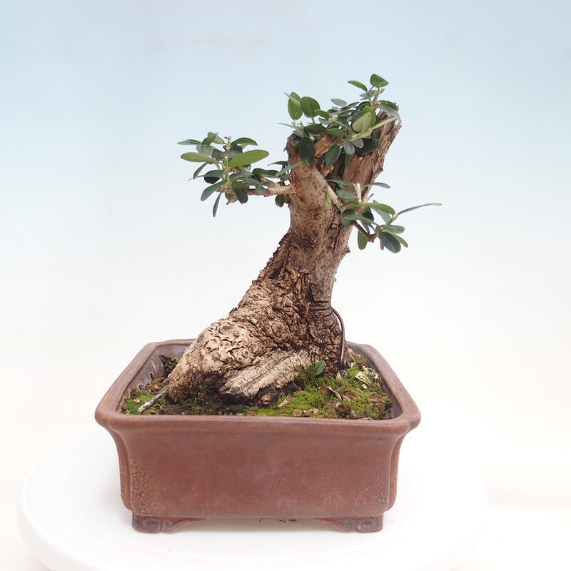 Kryte bonsai - Olea europaea sylvestris - Europejska oliwa z małych liści