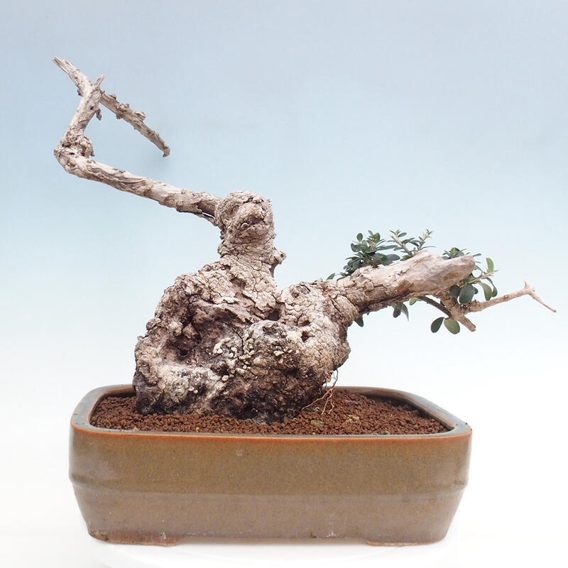 Bonsai do wnętrz - Olea europaea sylvestris - Oliwka europejska drobnolistna