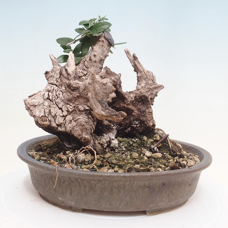 Kryte bonsai - Olea europaea sylvestris - Europejska oliwa z małych liści