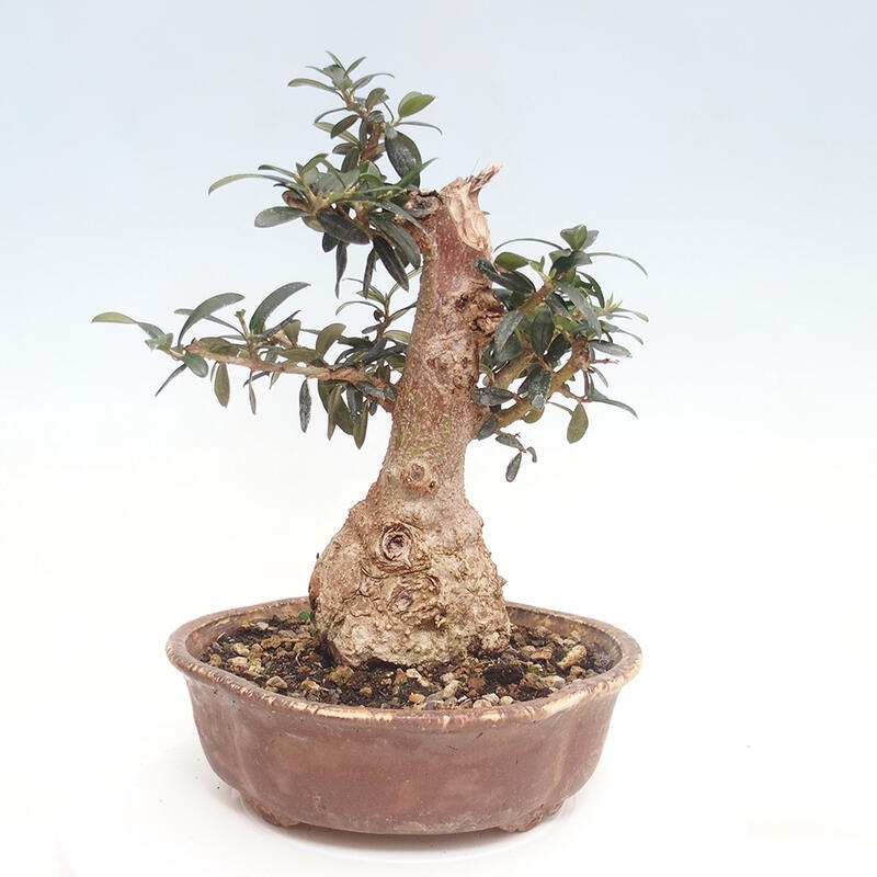 Kryte bonsai - Olea europaea sylvestris - Europejska oliwa z małych liści