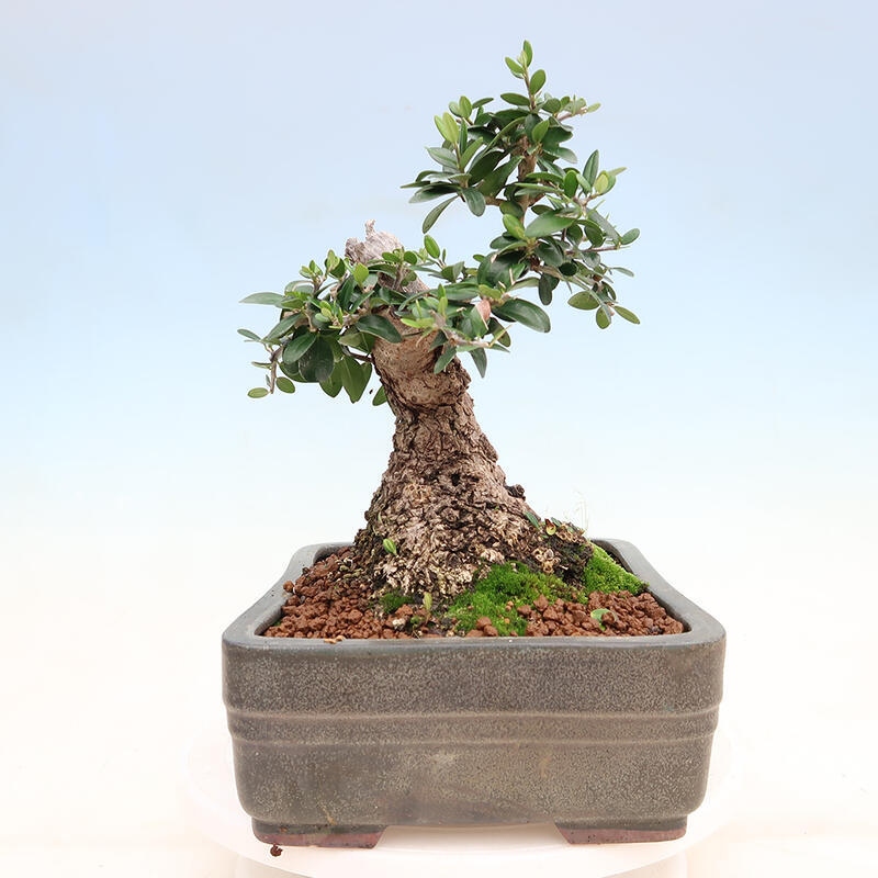 Bonsai do wnętrz - Olea europaea sylvestris - Oliwka europejska drobnolistna