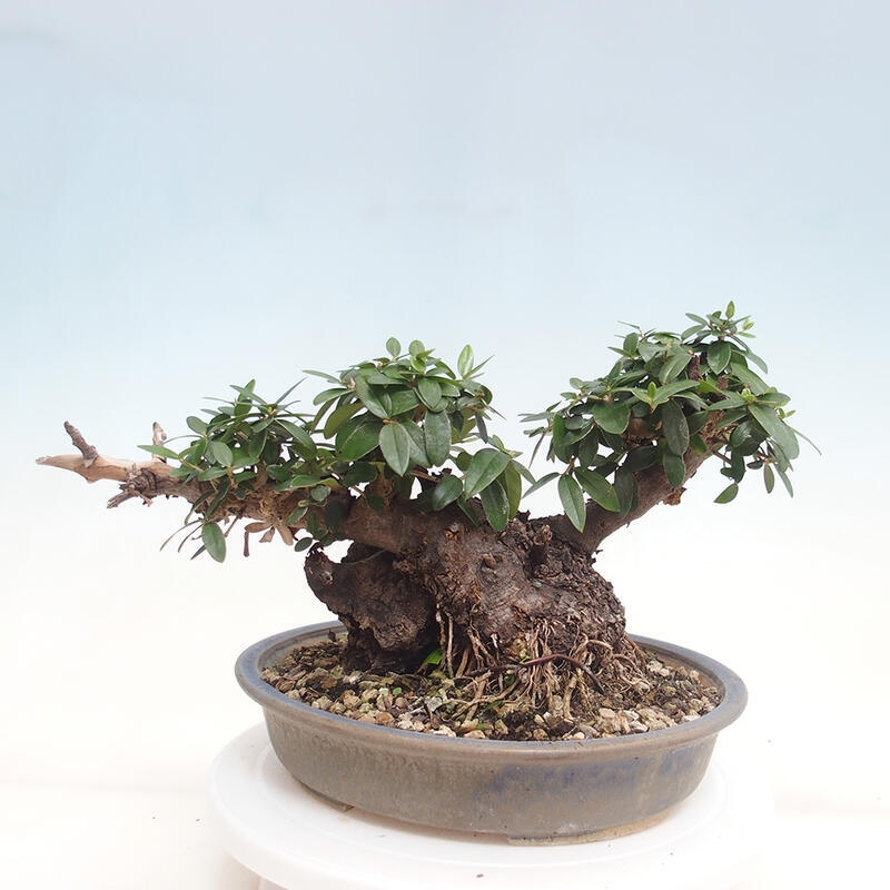 Kryte bonsai - Olea europaea sylvestris - Europejska oliwa z małych liści