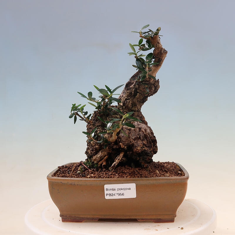 Kryte bonsai - Olea europaea sylvestris - Europejska oliwa z małych liści