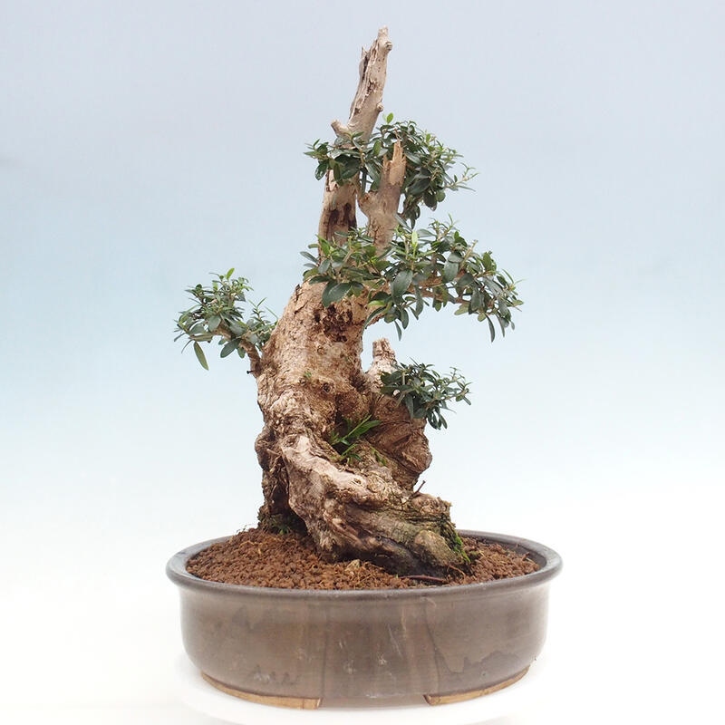 Bonsai do wnętrz - Olea europaea sylvestris - Oliwka europejska drobnolistna