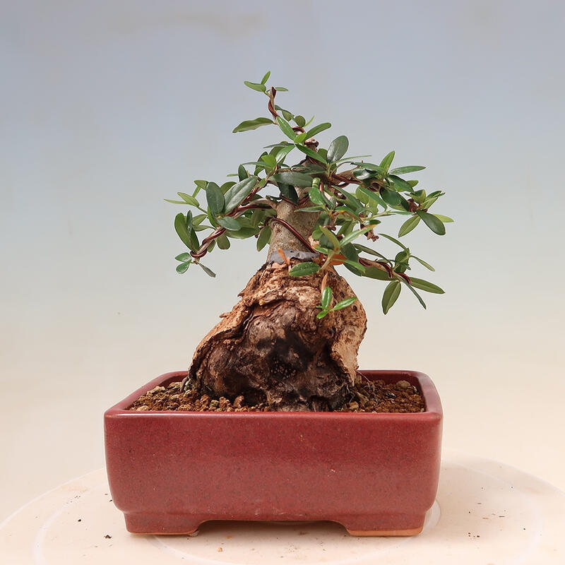 Kryte bonsai - Olea europaea sylvestris - Europejska oliwa z małych liści