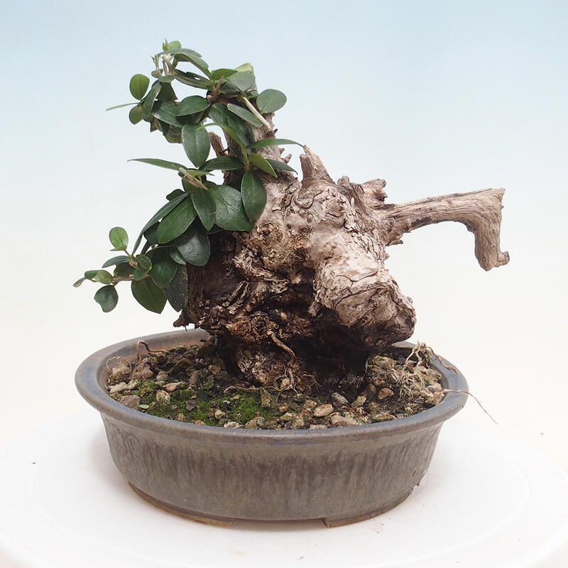 Kryte bonsai - Olea europaea sylvestris - Europejska oliwa z małych liści