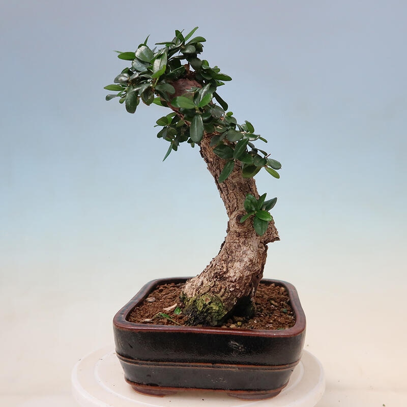 Kryte bonsai - Olea europaea sylvestris - Europejska oliwa z małych liści