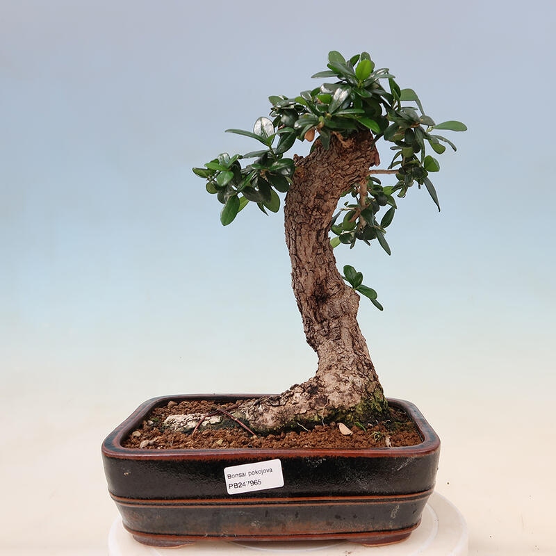 Kryte bonsai - Olea europaea sylvestris - Europejska oliwa z małych liści