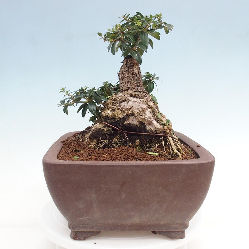 Bonsai do wnętrz - Olea europaea sylvestris - Oliwka europejska drobnolistna