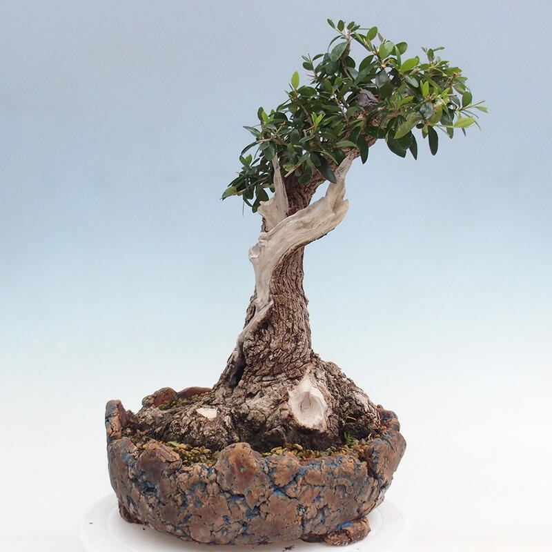 Bonsai do wnętrz - Olea europaea sylvestris - Oliwka europejska drobnolistna