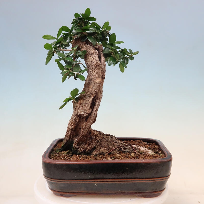 Kryte bonsai - Olea europaea sylvestris - Europejska oliwa z małych liści