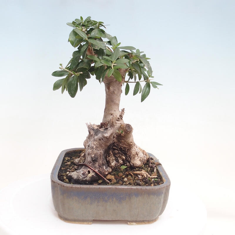 Kryte bonsai - Olea europaea sylvestris - Europejska oliwa z małych liści