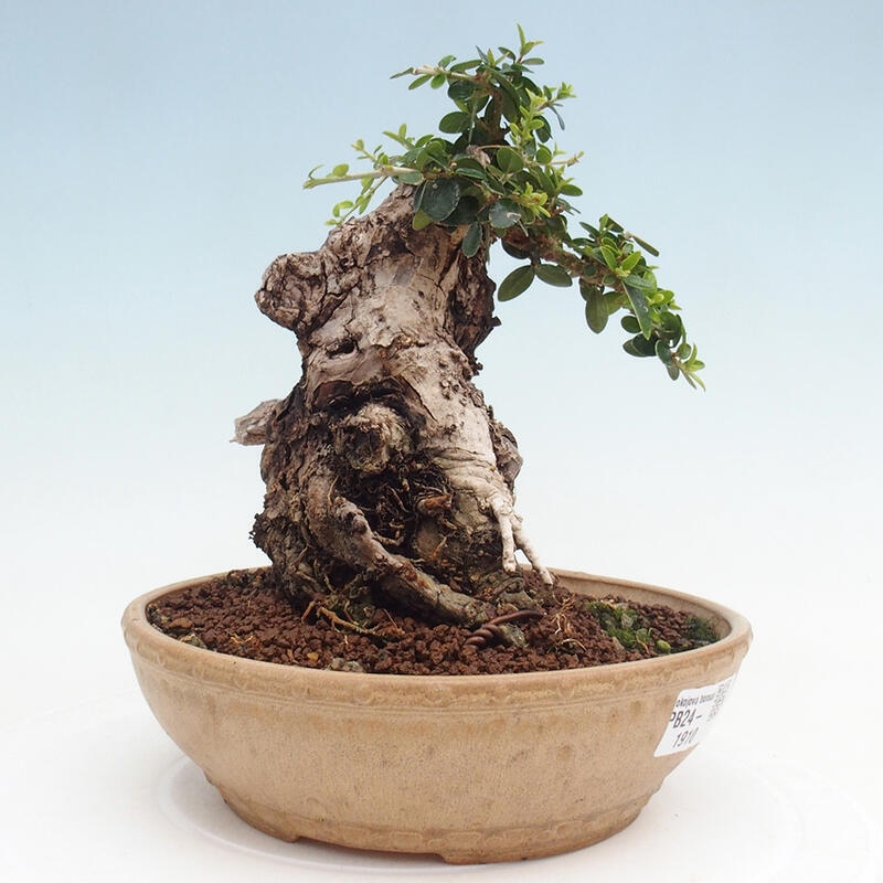 Bonsai do wnętrz - Olea europaea sylvestris - Oliwka europejska drobnolistna