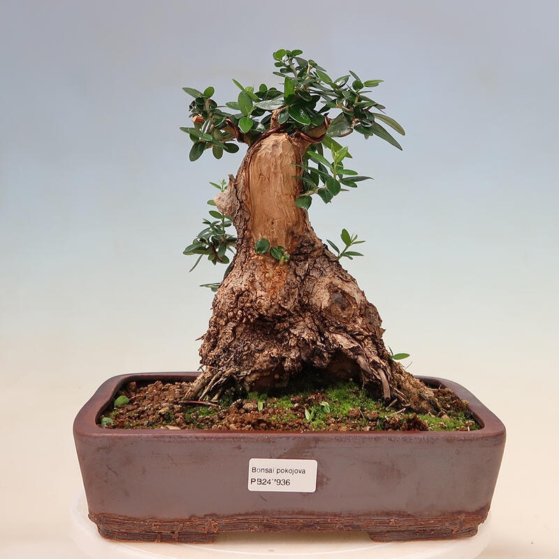 Kryte bonsai - Olea europaea sylvestris - Europejska oliwa z małych liści