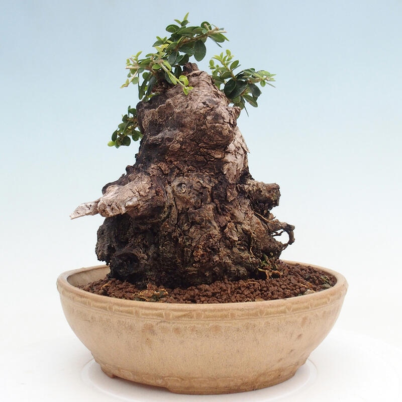 Bonsai do wnętrz - Olea europaea sylvestris - Oliwka europejska drobnolistna