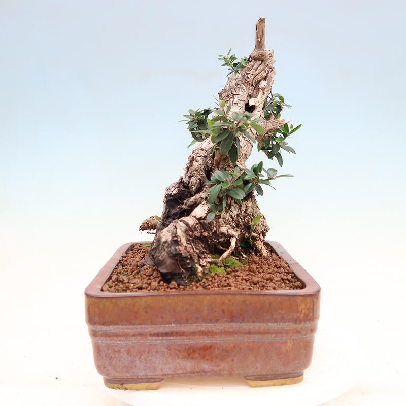 Bonsai do wnętrz - Olea europaea sylvestris - Oliwka europejska drobnolistna