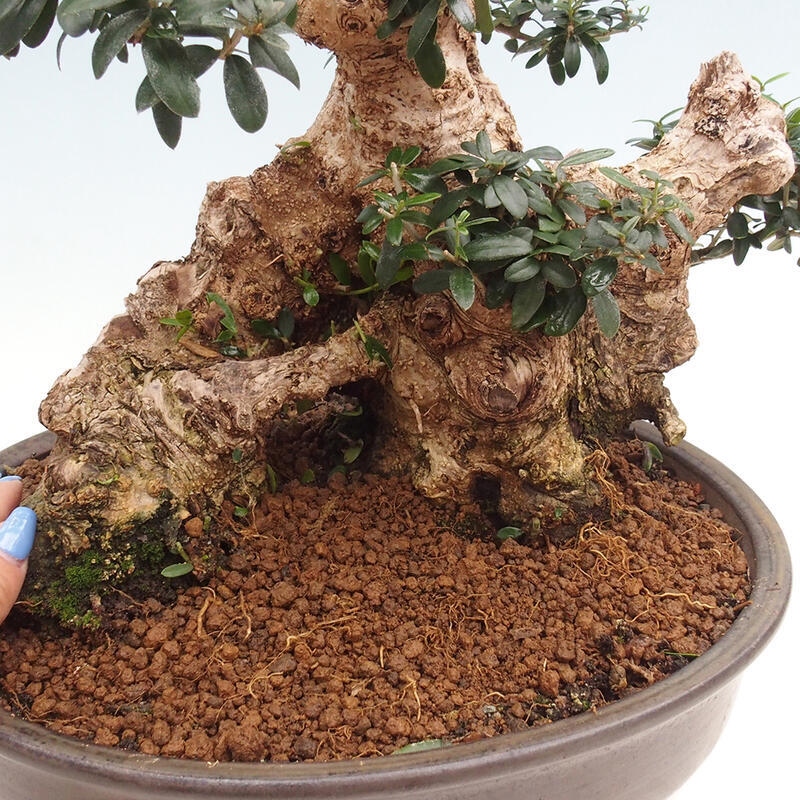 Bonsai do wnętrz - Olea europaea sylvestris - Oliwka europejska drobnolistna