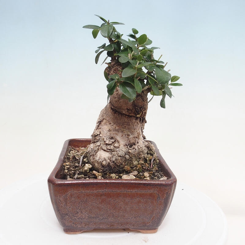 Kryte bonsai - Olea europaea sylvestris - Europejska oliwa z małych liści