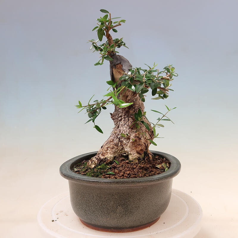 Kryte bonsai - Olea europaea sylvestris - Europejska oliwa z małych liści