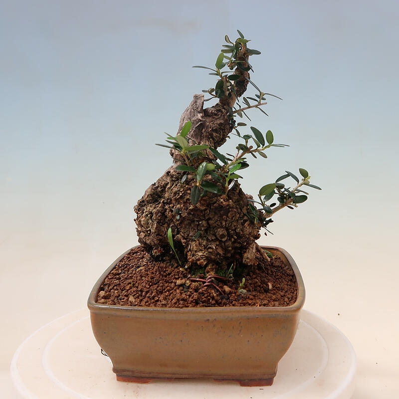 Kryte bonsai - Olea europaea sylvestris - Europejska oliwa z małych liści