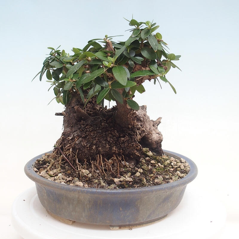 Kryte bonsai - Olea europaea sylvestris - Europejska oliwa z małych liści