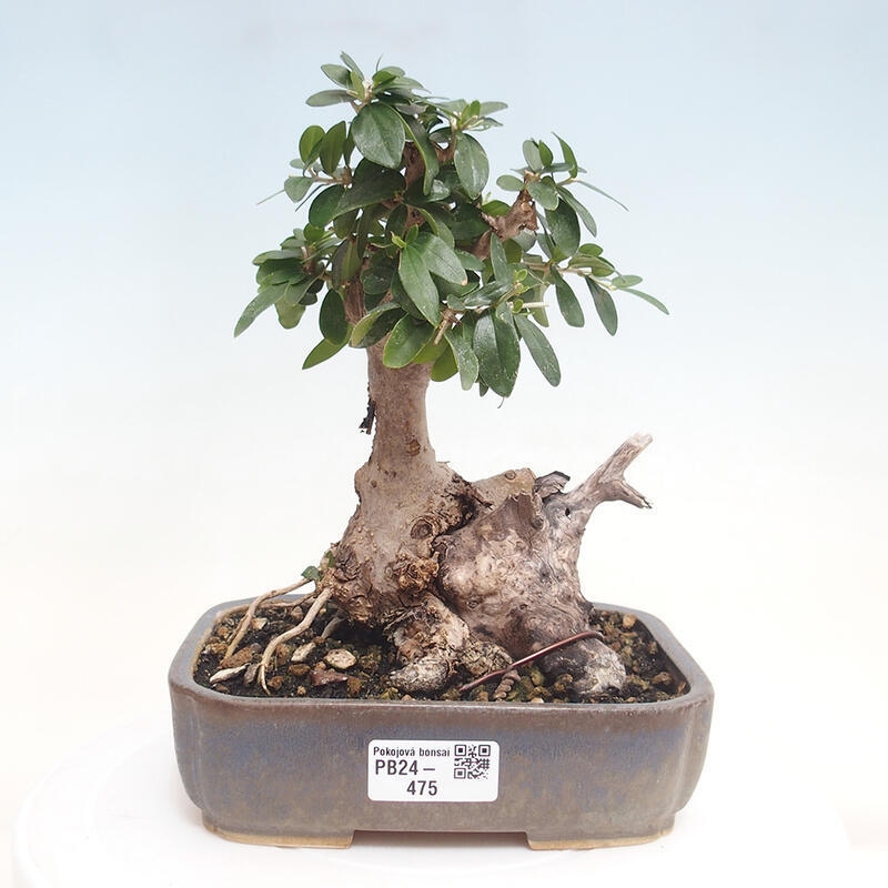 Kryte bonsai - Olea europaea sylvestris - Europejska oliwa z małych liści