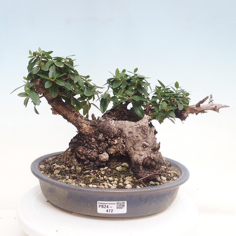 Kryte bonsai - Olea europaea sylvestris - Europejska oliwa z małych liści