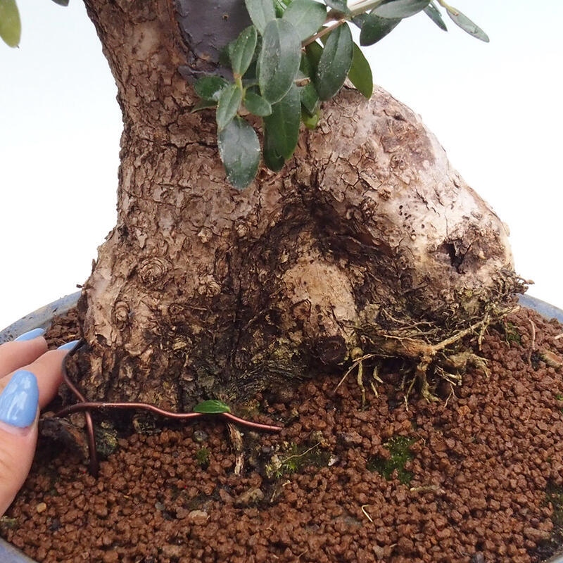 Bonsai do wnętrz - Olea europaea sylvestris - Oliwka europejska drobnolistna