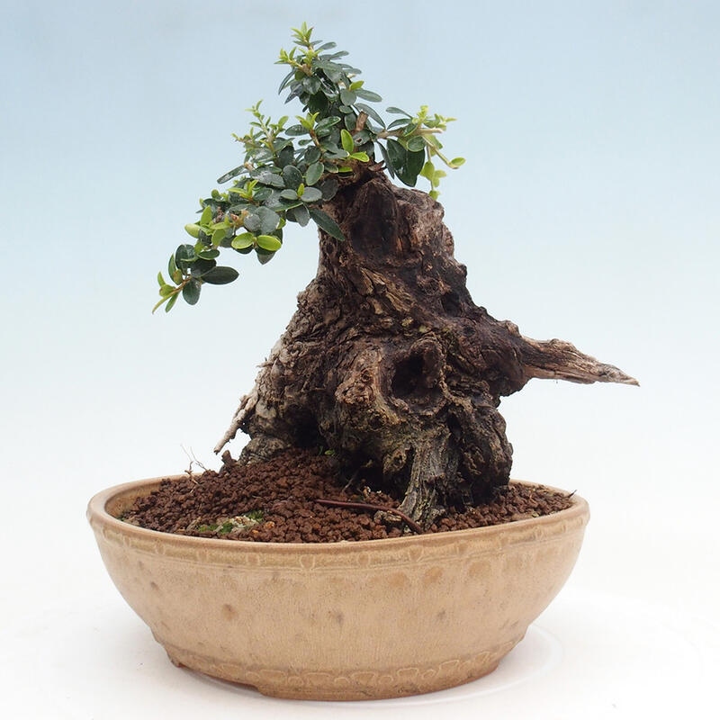 Bonsai do wnętrz - Olea europaea sylvestris - Oliwka europejska drobnolistna