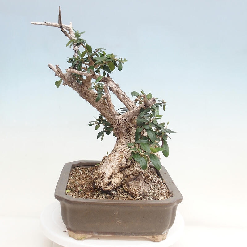 Kryte bonsai - Olea europaea sylvestris - Europejska oliwa z małych liści