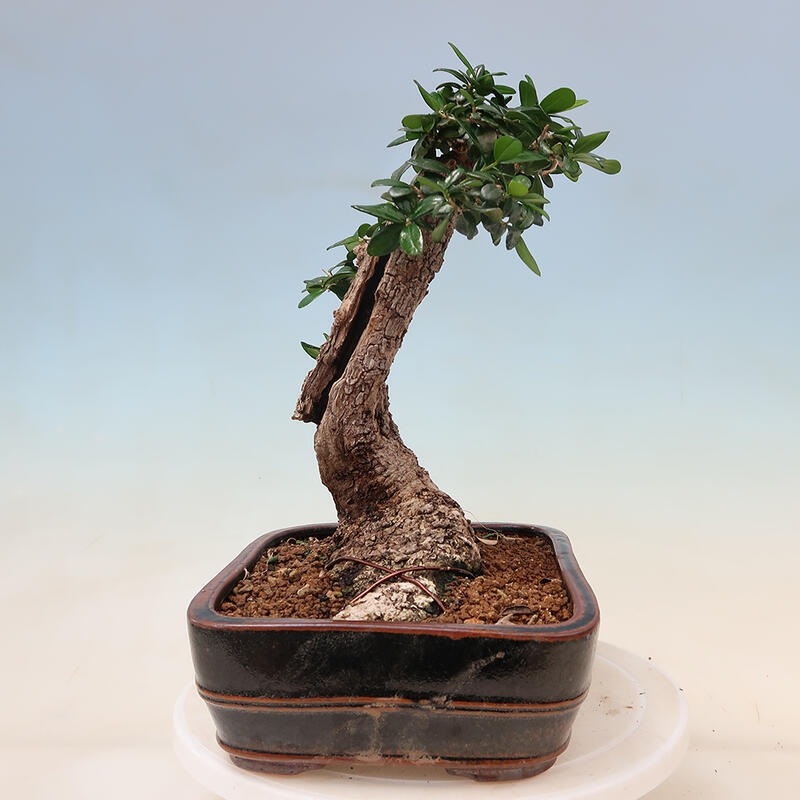 Kryte bonsai - Olea europaea sylvestris - Europejska oliwa z małych liści