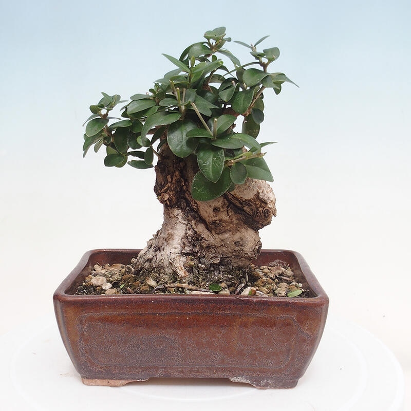 Kryte bonsai - Olea europaea sylvestris - Europejska oliwa z małych liści