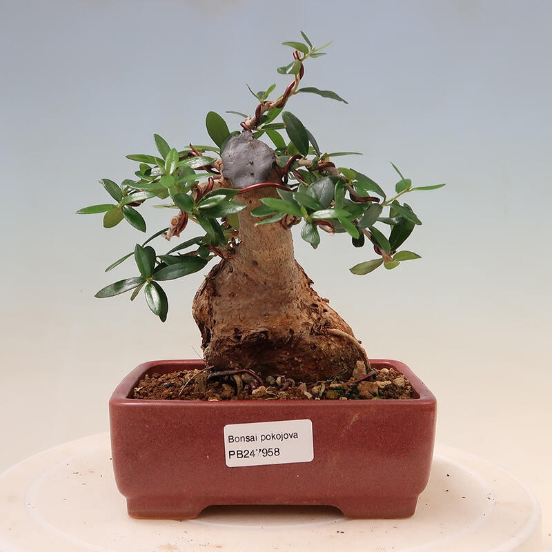 Kryte bonsai - Olea europaea sylvestris - Europejska oliwa z małych liści