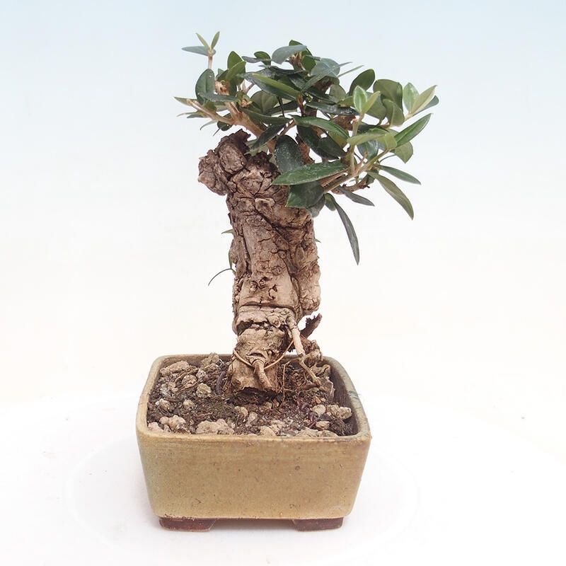 Kryte bonsai - Olea europaea sylvestris - Europejska oliwa z małych liści