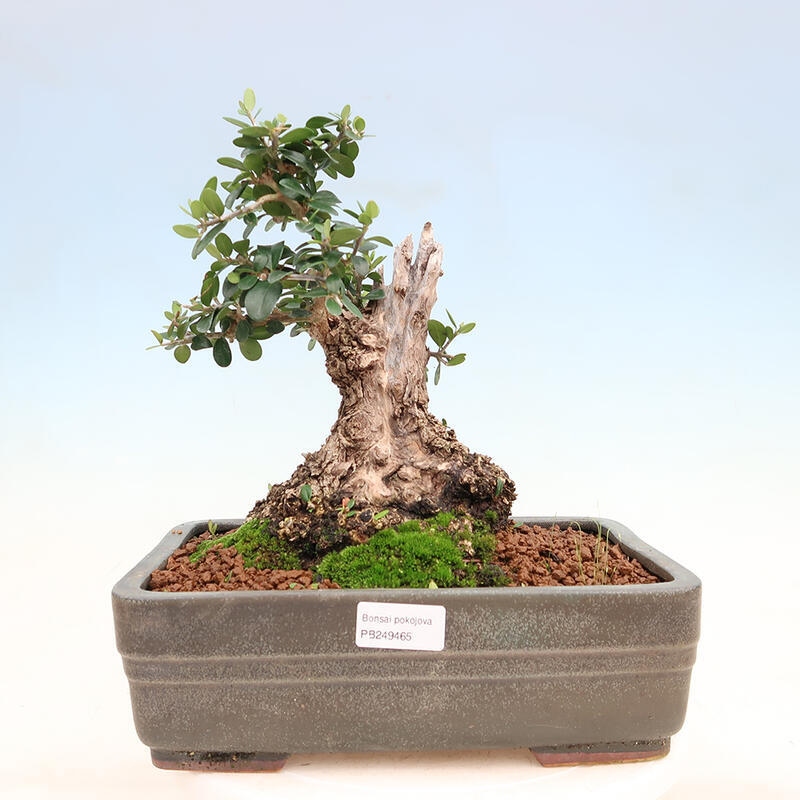 Bonsai do wnętrz - Olea europaea sylvestris - Oliwka europejska drobnolistna