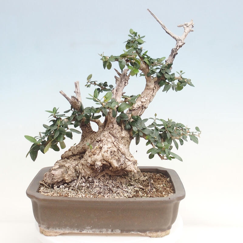 Kryte bonsai - Olea europaea sylvestris - Europejska oliwa z małych liści