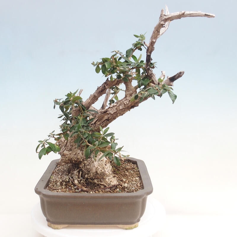 Kryte bonsai - Olea europaea sylvestris - Europejska oliwa z małych liści