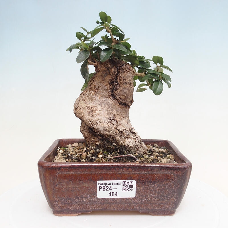 Kryte bonsai - Olea europaea sylvestris - Europejska oliwa z małych liści