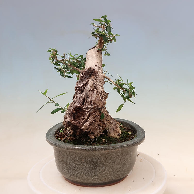 Kryte bonsai - Olea europaea sylvestris - Europejska oliwa z małych liści